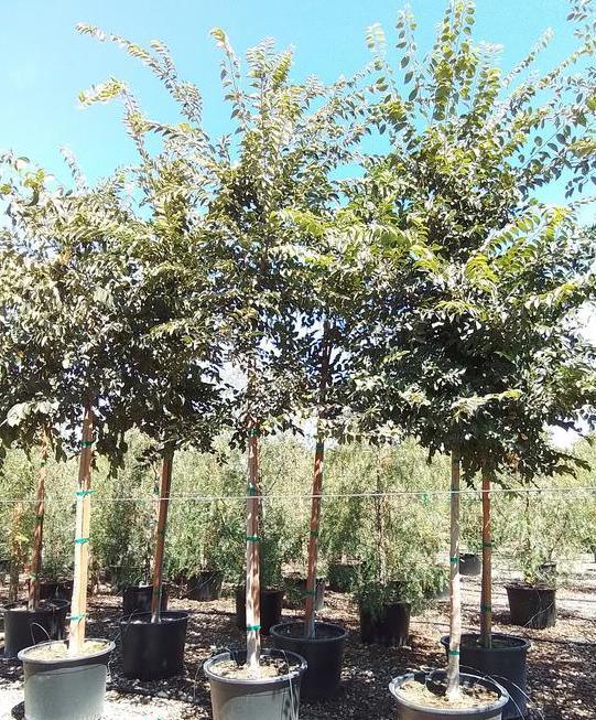 Hackberry - Celtis Occidentalis - Pulled Nursery