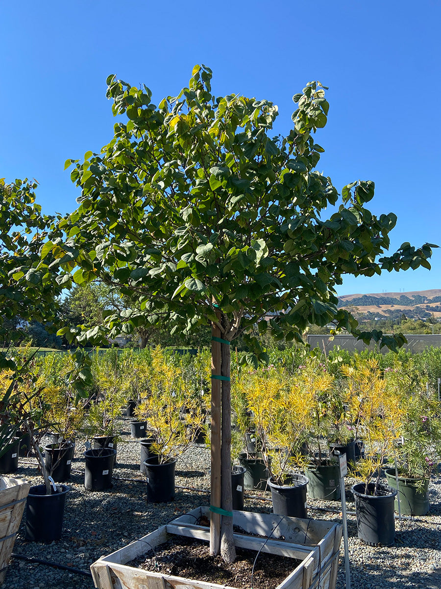 Royal White Redbud - Cercis canadensis 'Royal White'