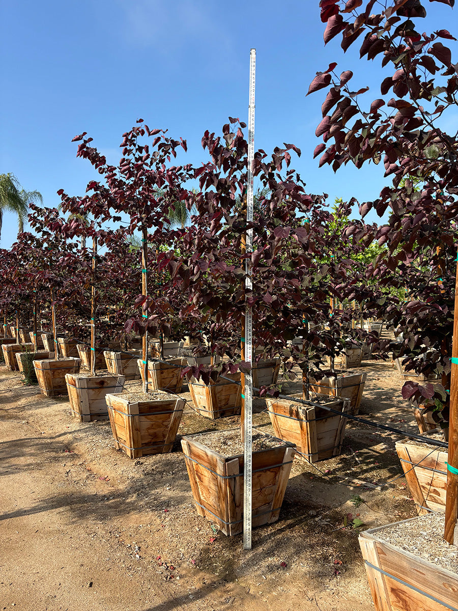 Forest Pansy Redbud - Cercis canadensis 'Forest Pansy' (Pink)