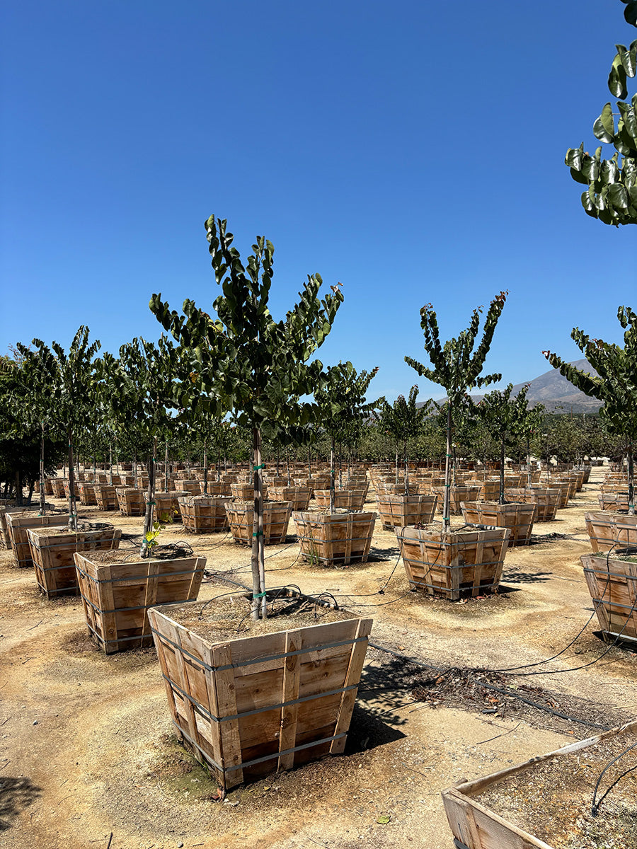Oklahoma Redbud - Cercis 'Oklahoma' (Pink)
