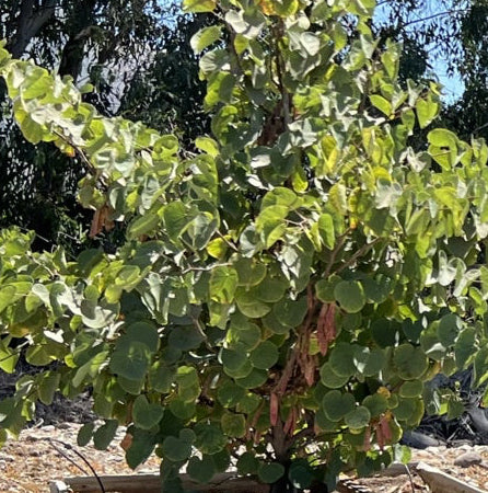 Mexican Redbud - Cercis canadensis var. mexicana (Dark Pink)