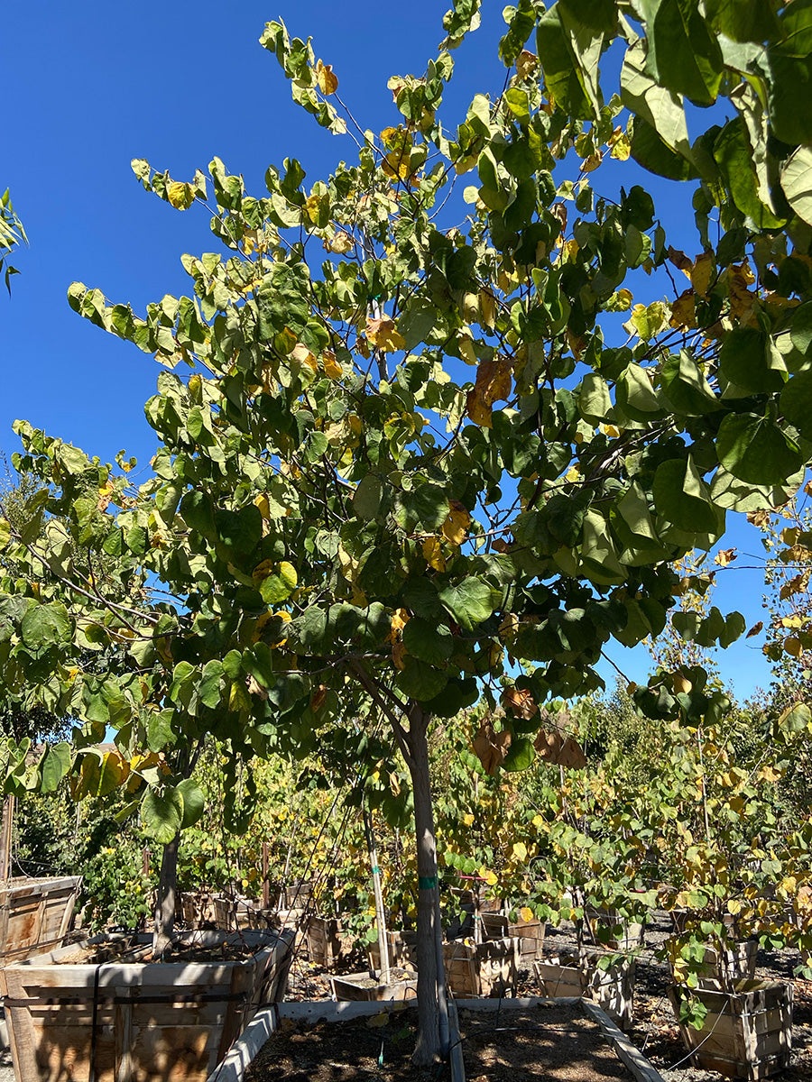 Texas White Redbud - Cercis 'Texas White'