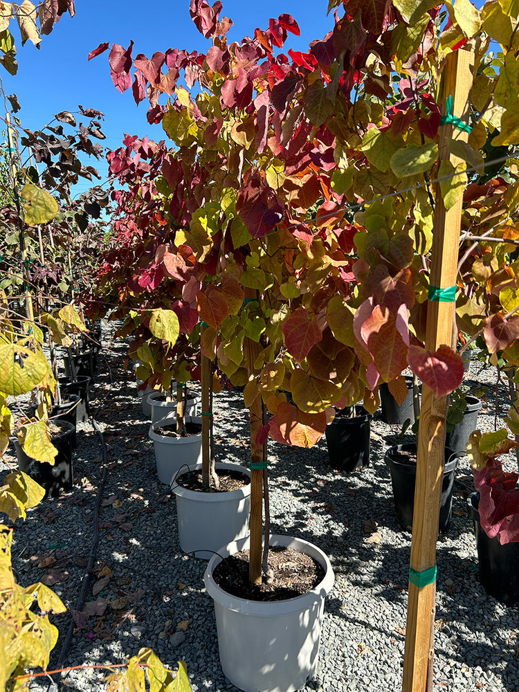 Flame Thrower® Redbud - Cercis canadensis Flame Thrower® (Pink/Purple)