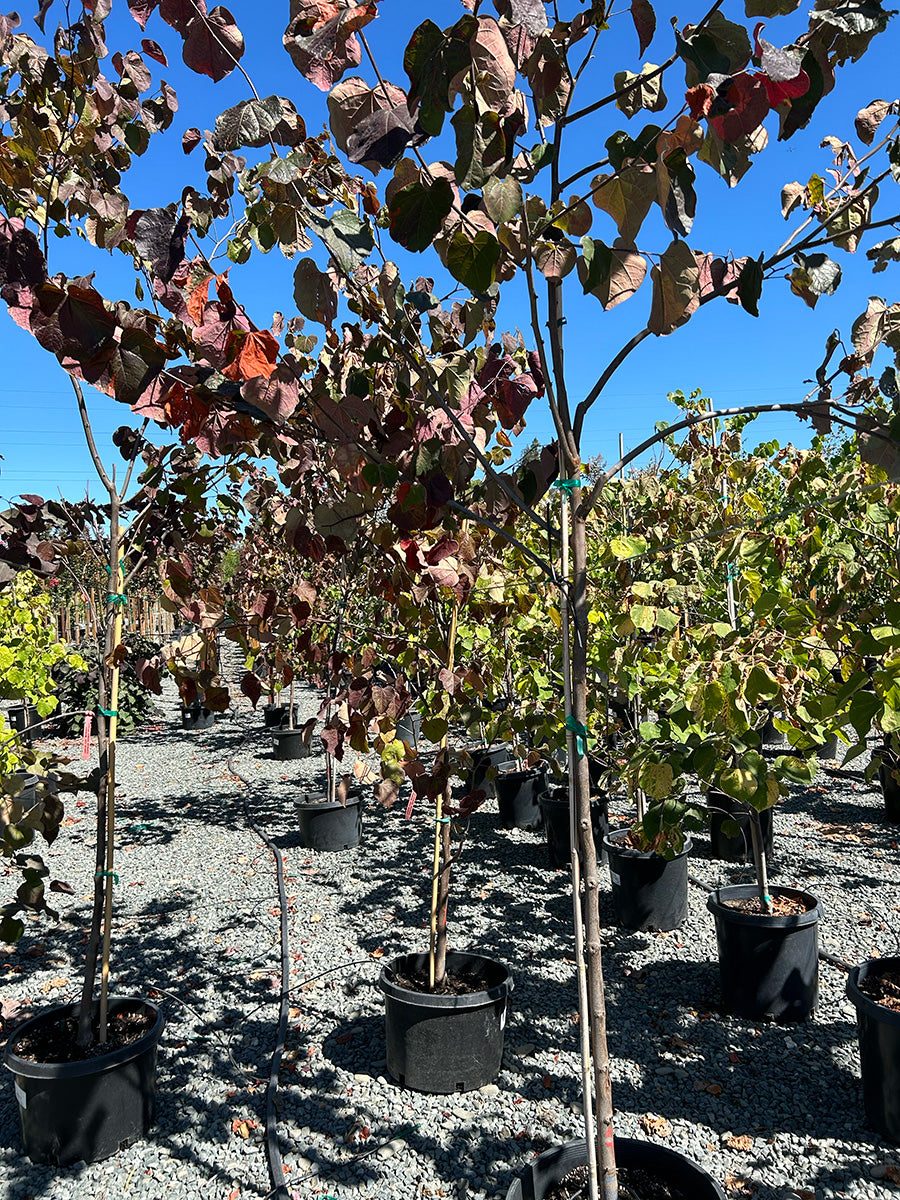 Midnight Express® Redbud - Cercis canadensis Midnight Express®