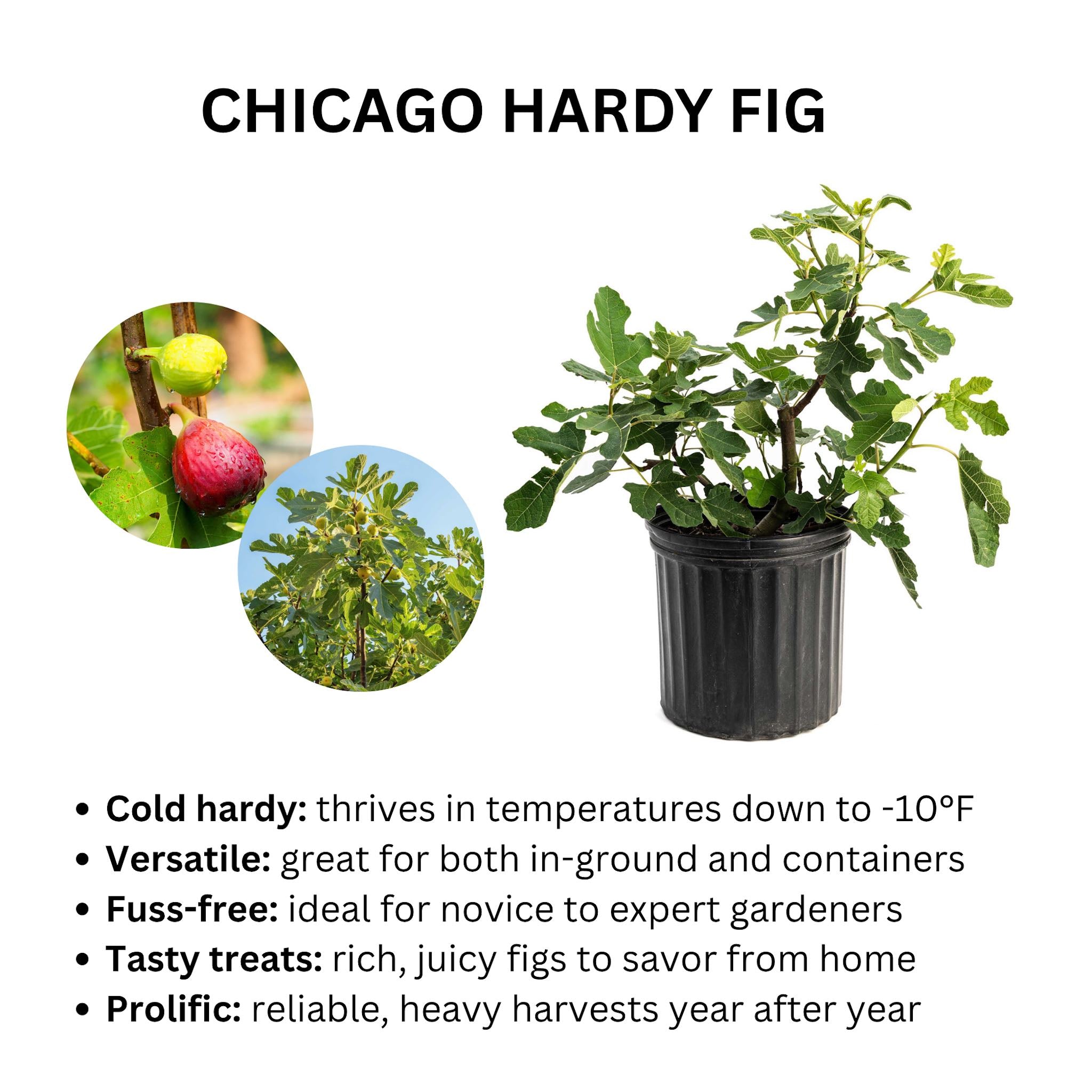 Chicago Hardy Fig Tree – Yardwork