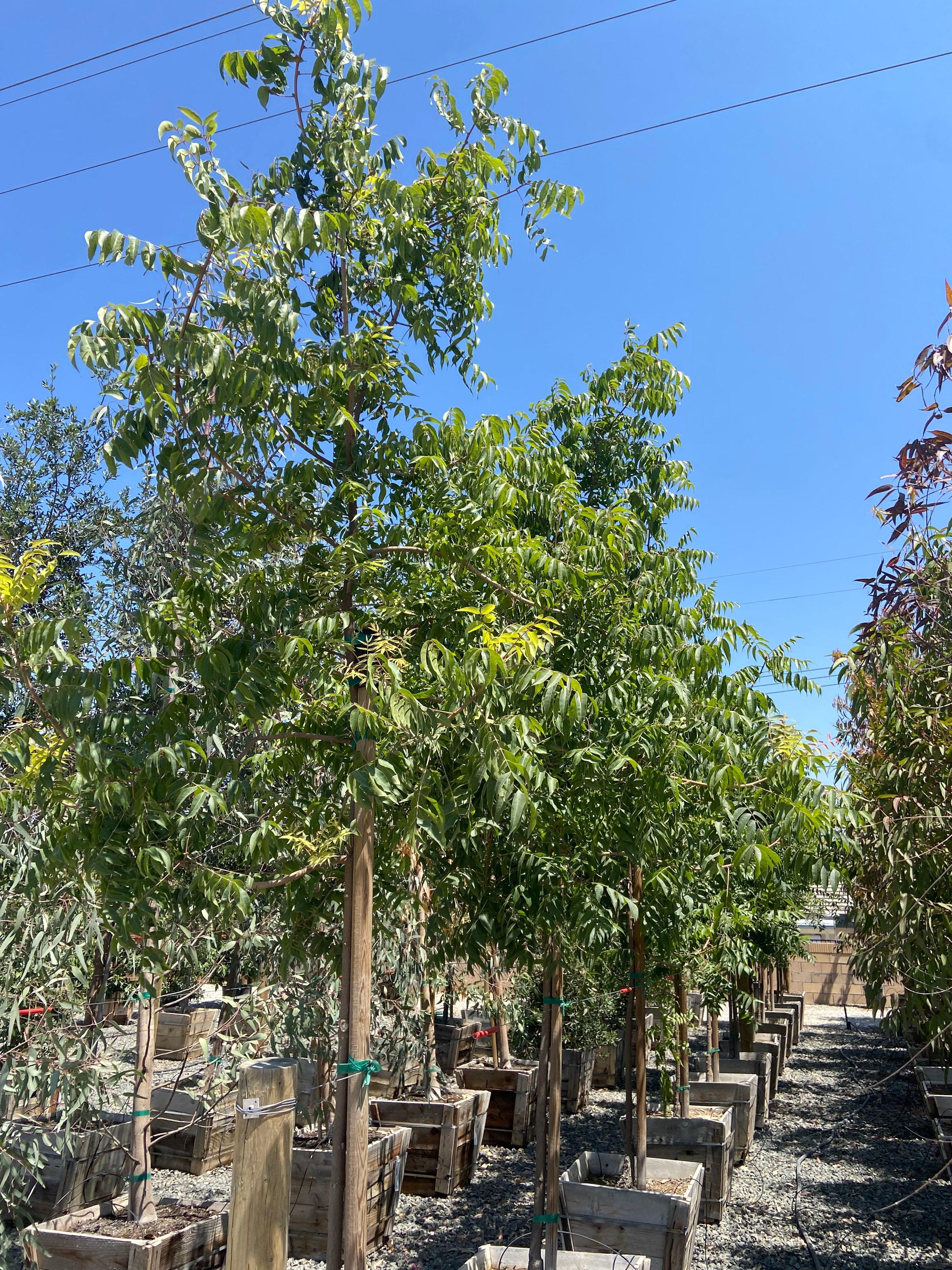 Chinese Pistache Tree for Sale | Pistacia chinensis | Use Yardwork