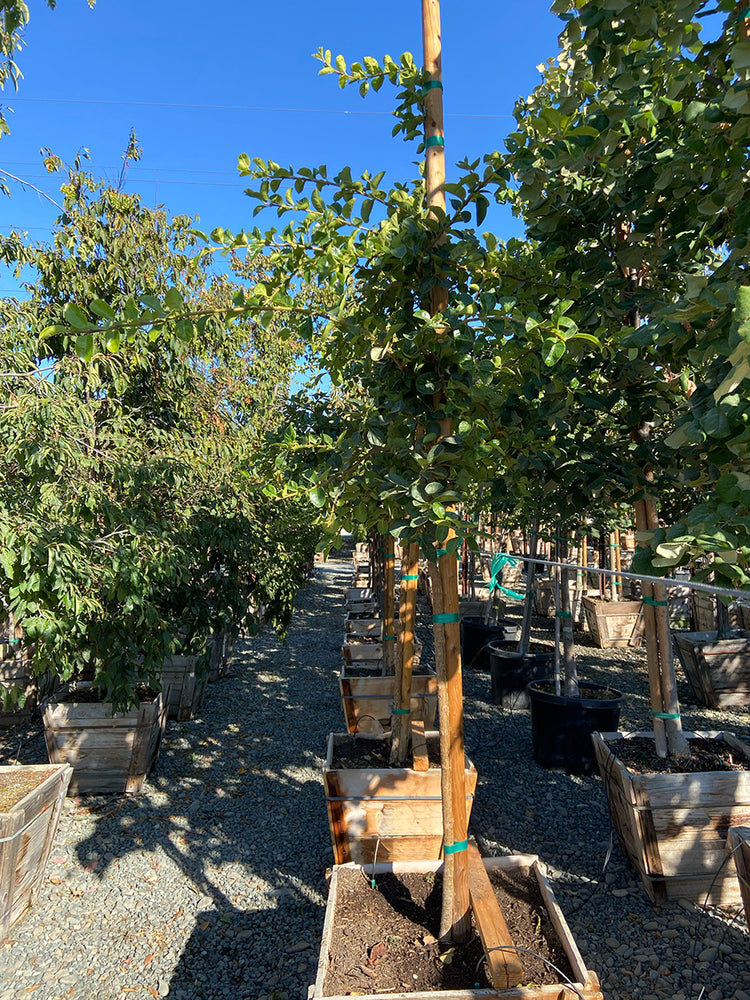 Chinese Fringetree - Chionanthus retusus