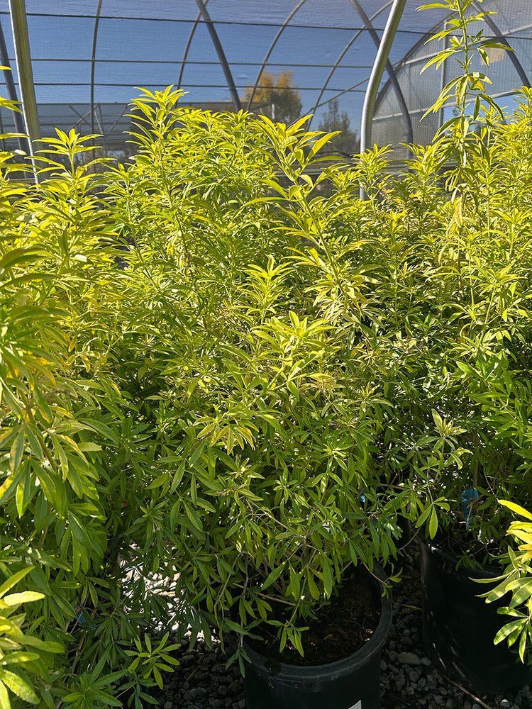 Gold Fingers Mexican Orange - Choisya ternata 'Gold Fingers'