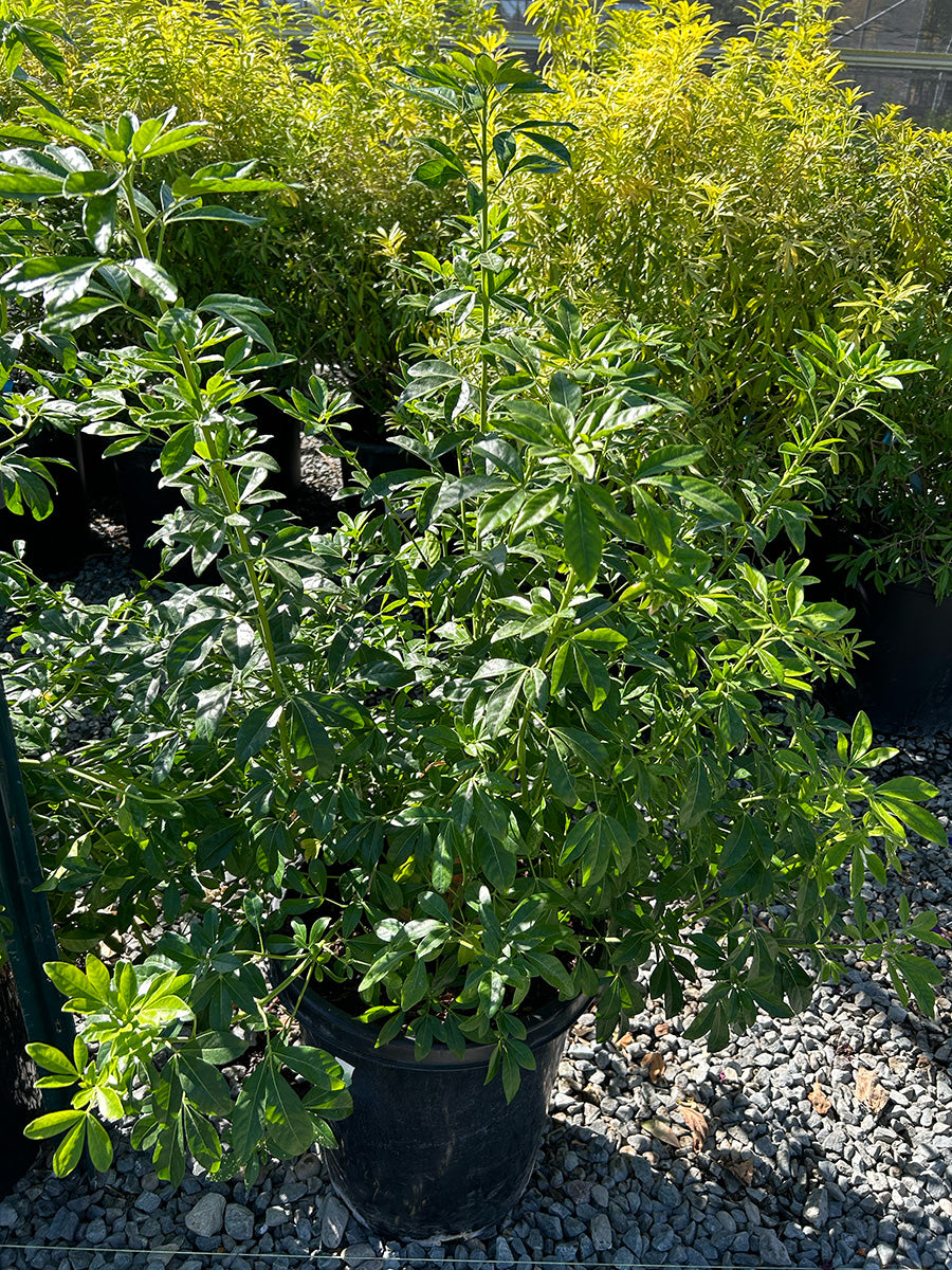 Sundance Mexican Orange Blossom - Choisya ternata 'Sundance'