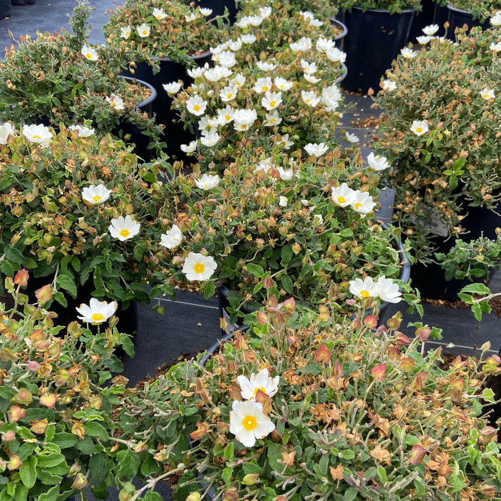 Sageleaf Rockrose - Cistus salviifolius (White) - Pulled Nursery