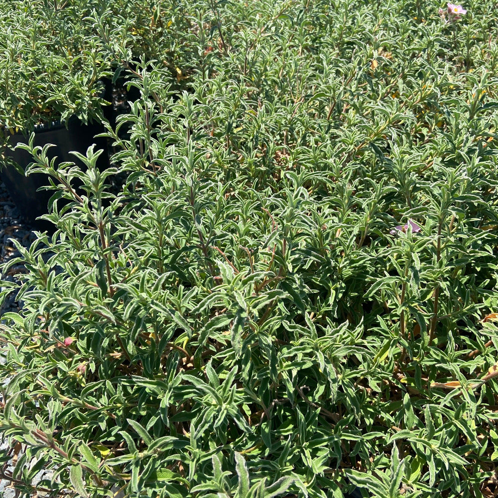 Pink Rockrose - Cistus skanbergii (Light Pink) - Pulled Nursery