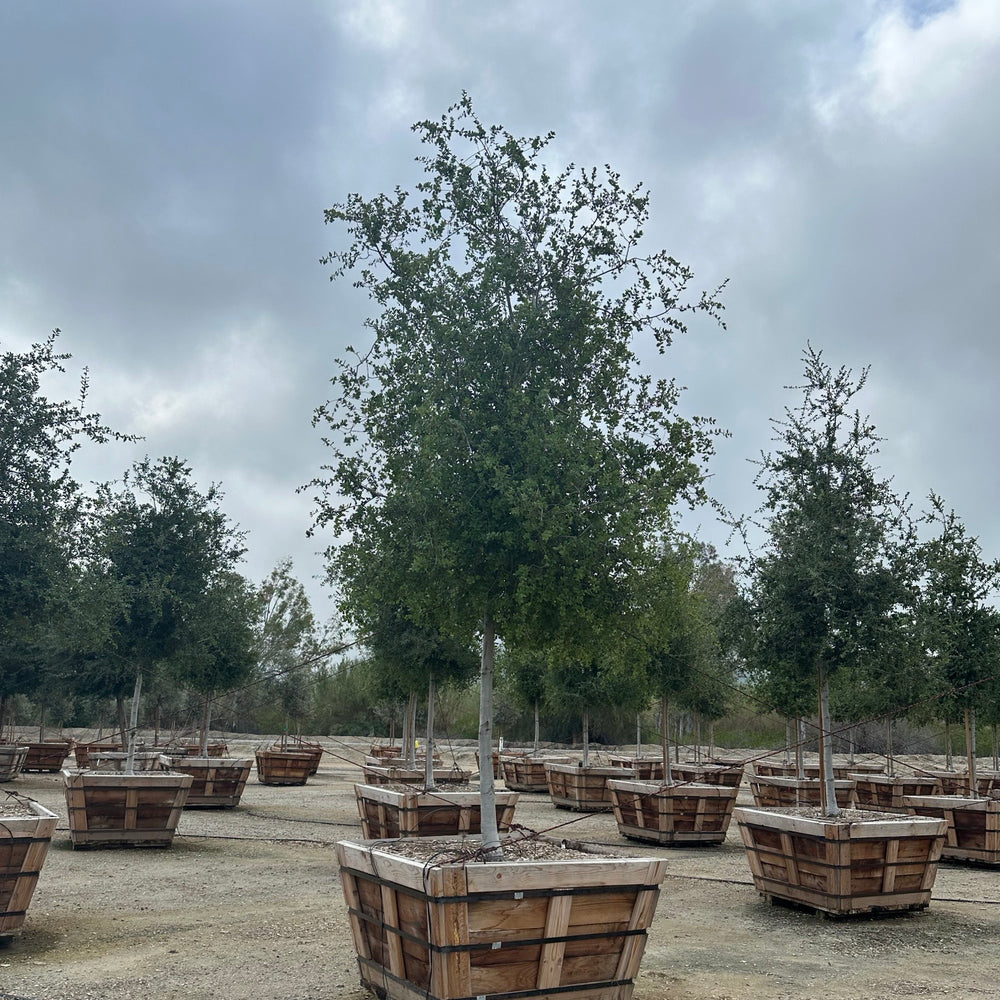 
                      
                        Coast Live Oak Tree (Quercus Agrifolia)
                      
                    