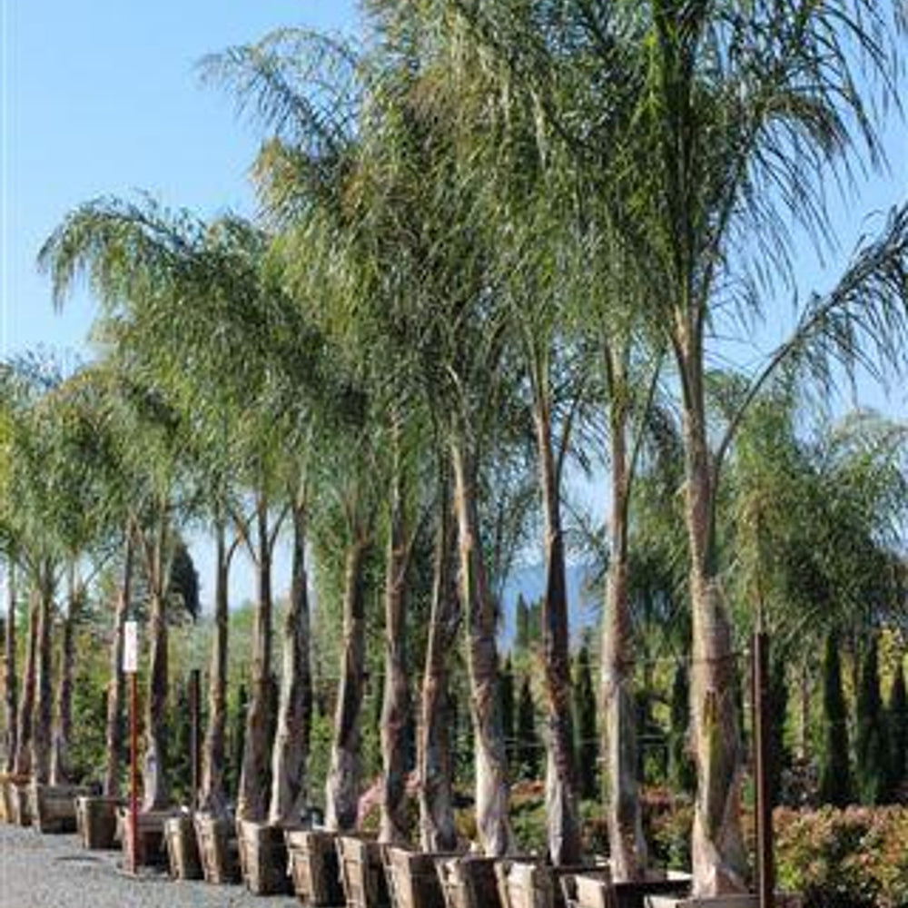 Queen Palm - Cocos plumosa