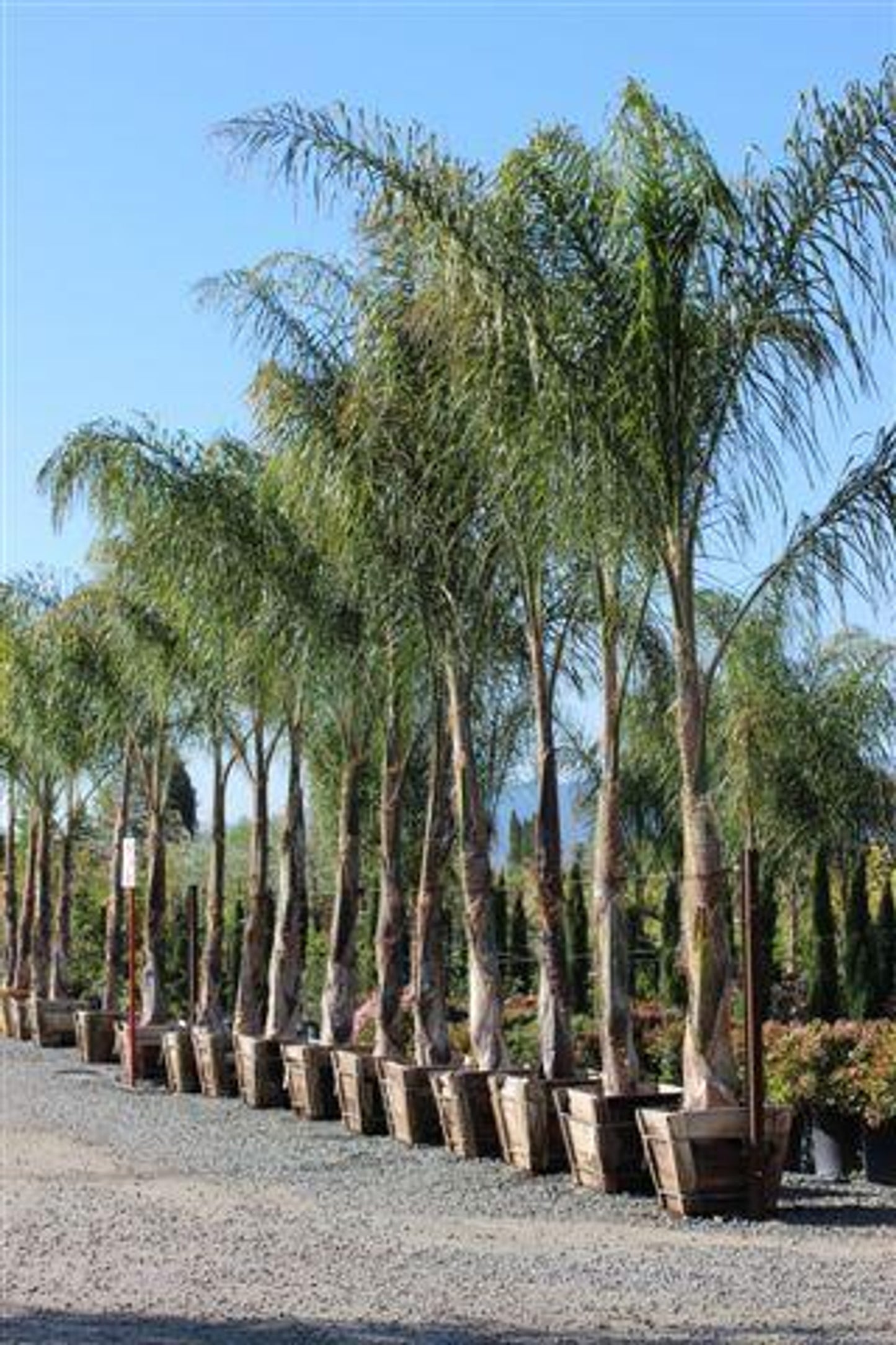 Queen Palm - Cocos plumosa