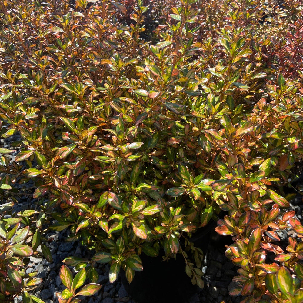 Evening Glow Mirror Plant - Coprosma 'Evening Glow' (Gold/Bronze) - Pulled Nursery