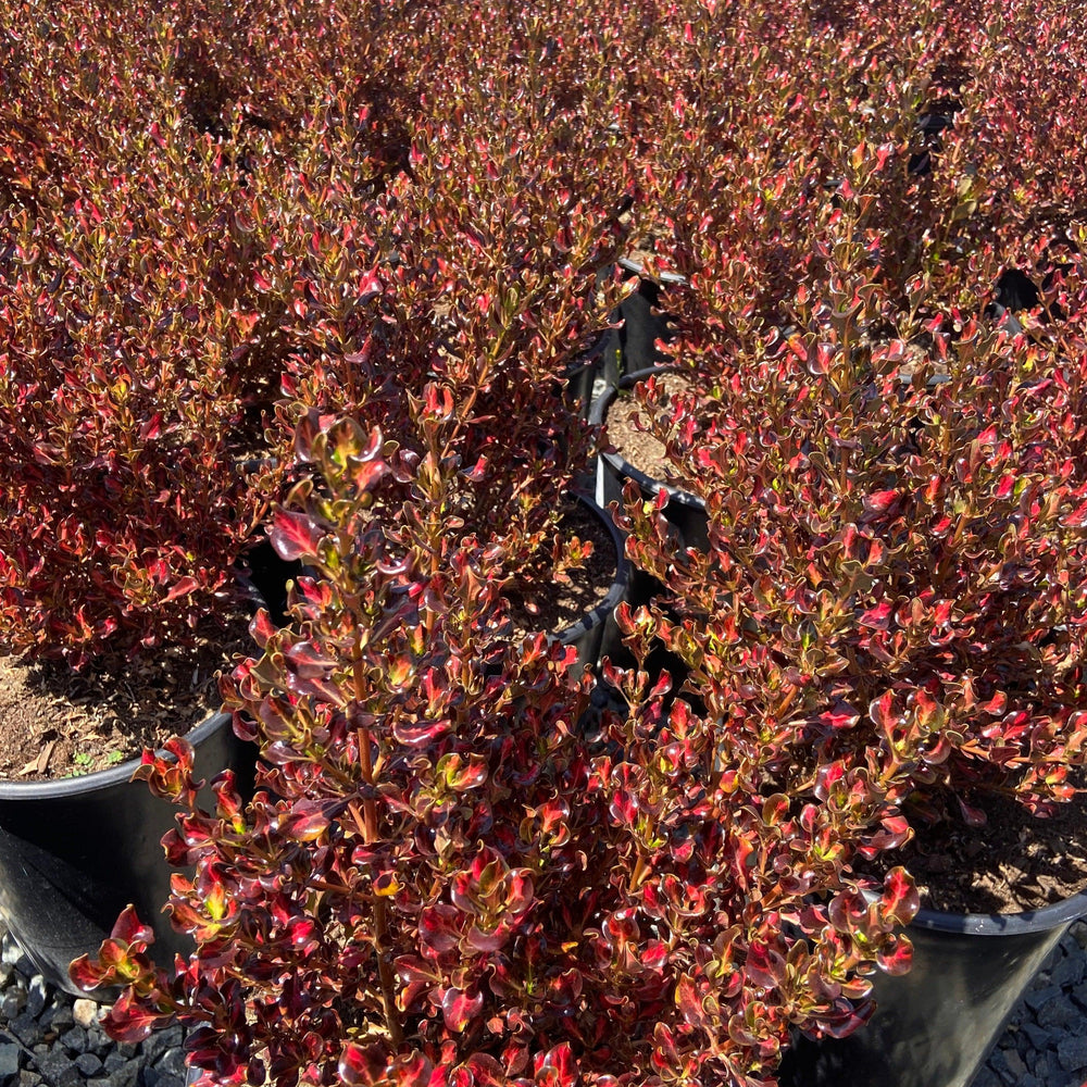 Karo Red Mirror Plant - Coprosma 'Karo Red' (Gold/Burgundy) - Pulled Nursery