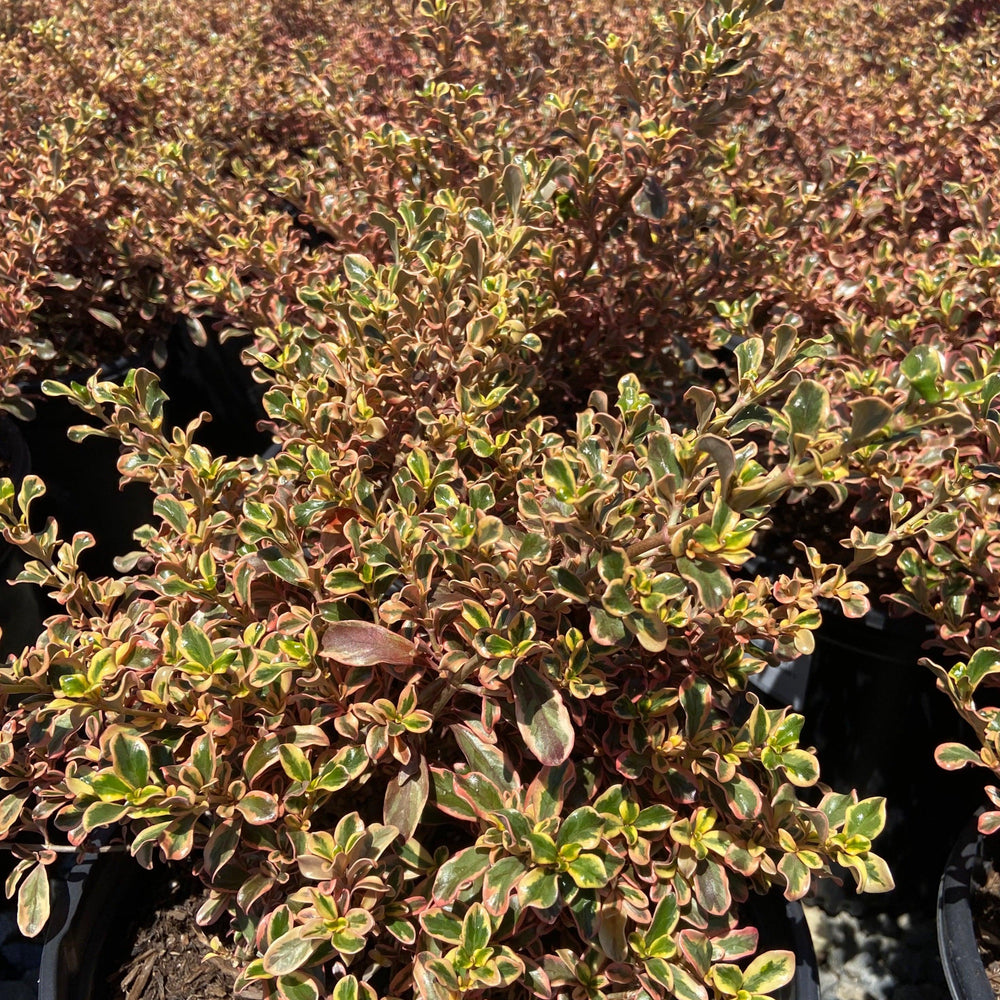 Rainbow Surprise Mirror Plant - Coprosma 'Rainbow Surprise - Pulled Nursery