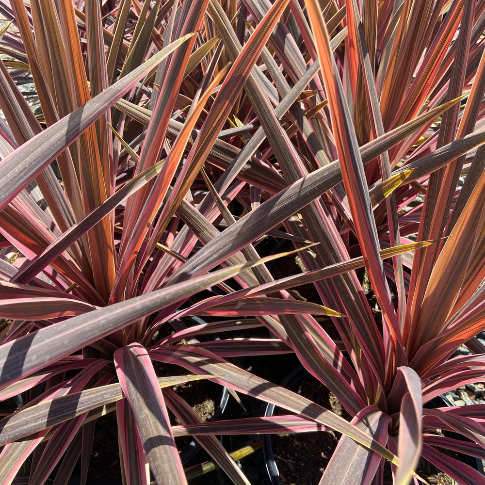 Southern Splendor Cabbage Tree - Cordyline australis 'Southern Splendor' - Pulled Nursery