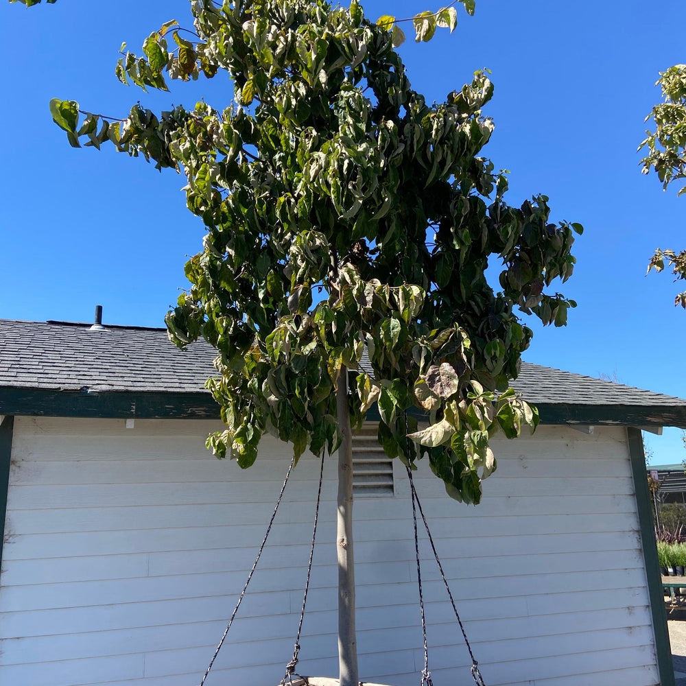 
                      
                        Dogwood - Cornus - Pulled Nursery
                      
                    