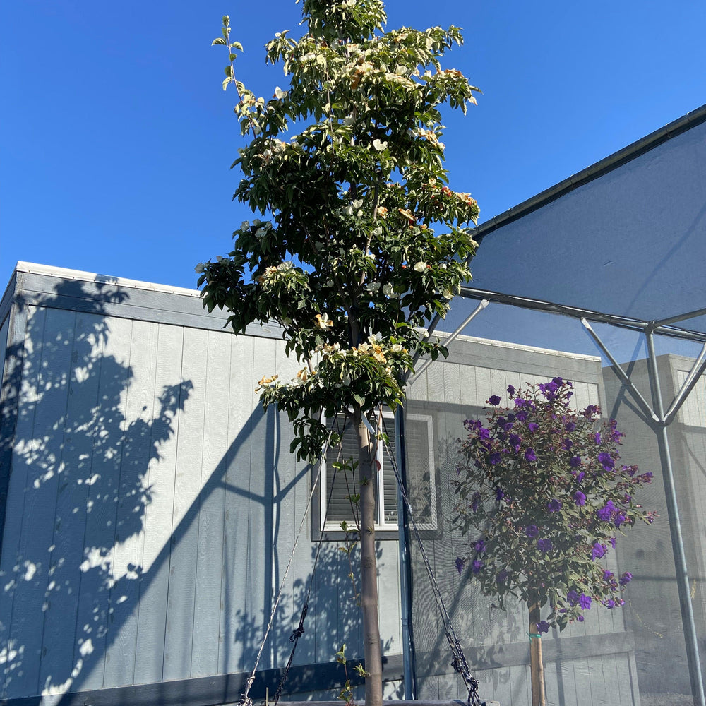 
                      
                        Dogwood - Cornus - Pulled Nursery
                      
                    