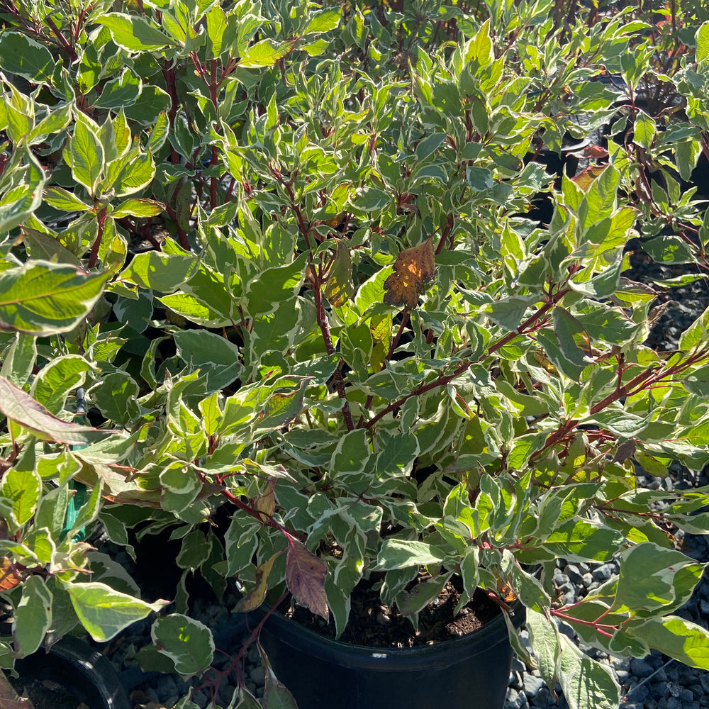 Variegated Tatarian Dogwood- Cornus alba 'Elegantissima' (White)