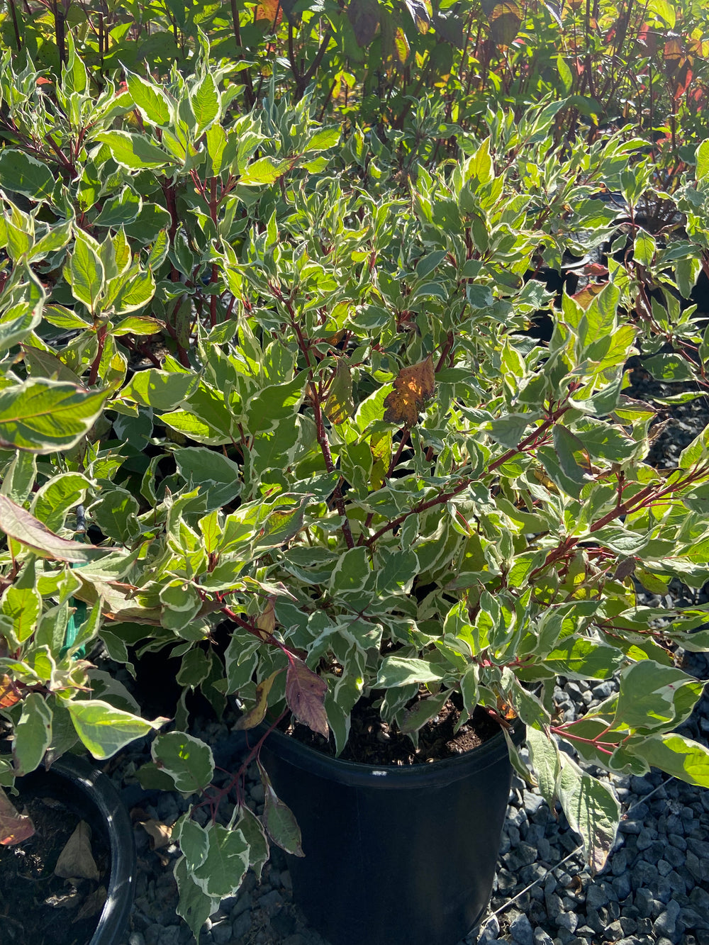 Variegated Tatarian Dogwood- Cornus alba 'Elegantissima' (White)