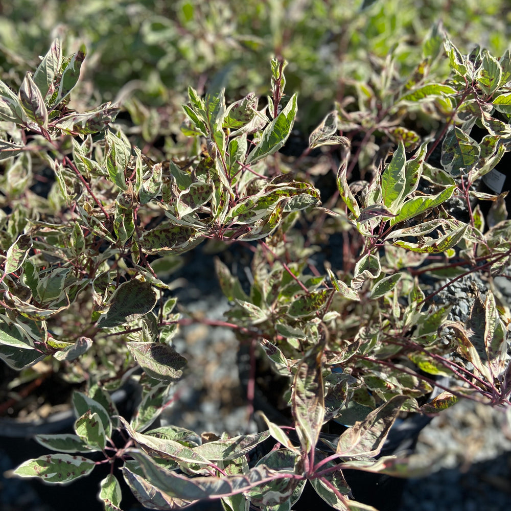 Ivory Halo® Dogwood - Cornus alba Ivory Halo®