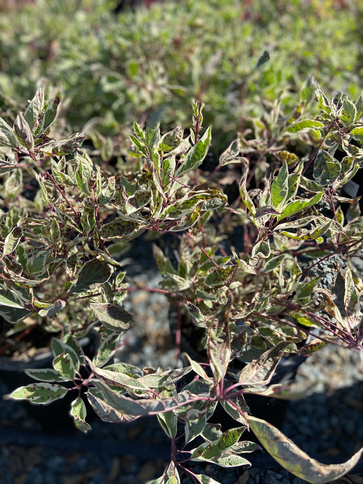 Ivory Halo® Dogwood - Cornus alba Ivory Halo®