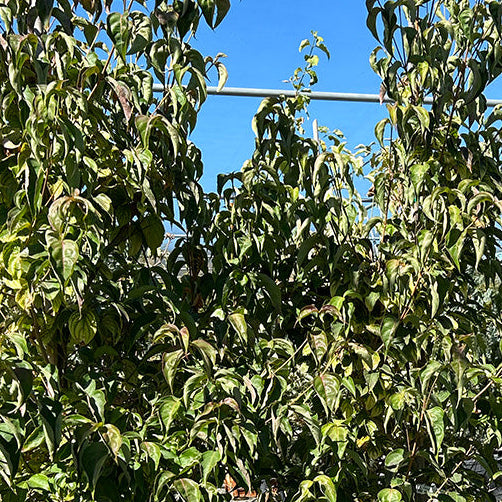 Bailey's Redtwig Dogwood - Cornus sericea 'Baileyi' (White)