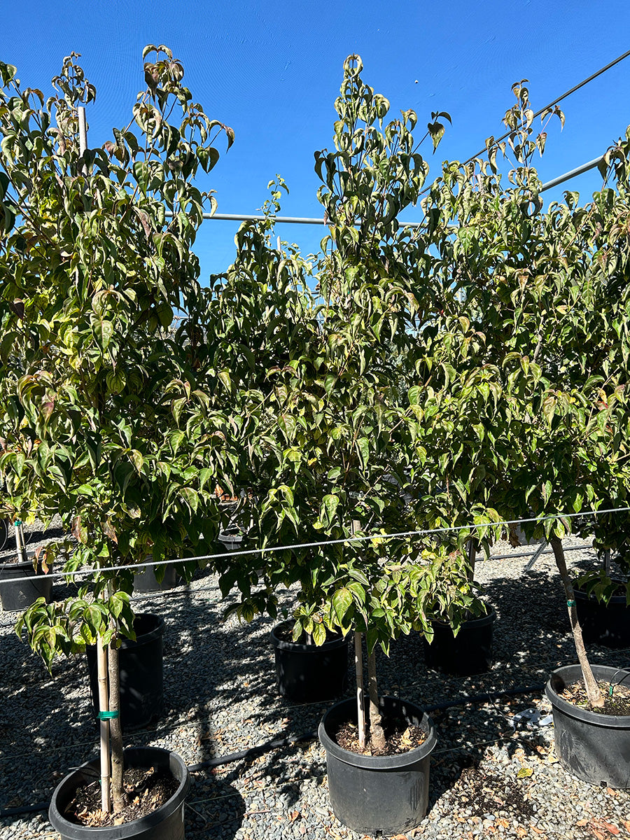 Venus® Dogwood - Cornus Venus