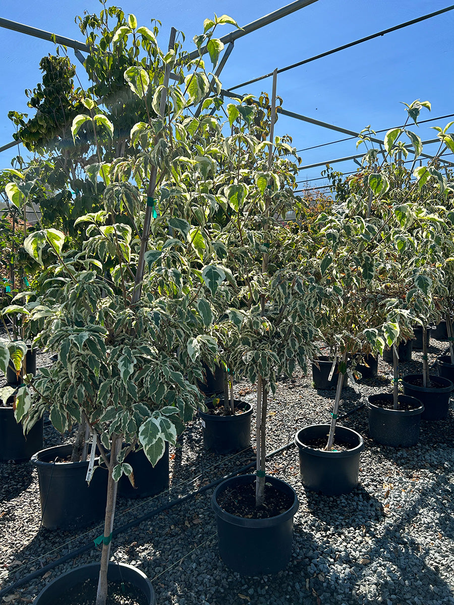Summer Fun Dogwood - Cornus kousa 'Summer Fun'