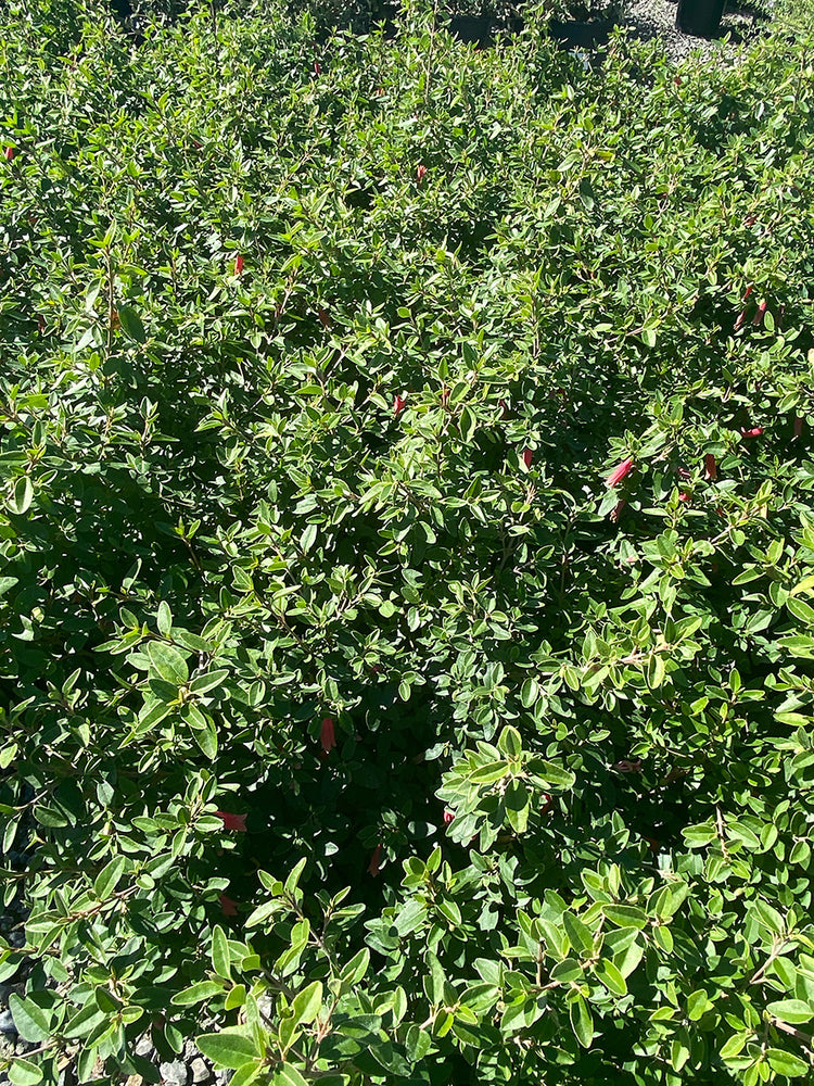 Red Australian Fuchsia - Correa 'Dusky / Carmine Bells'
