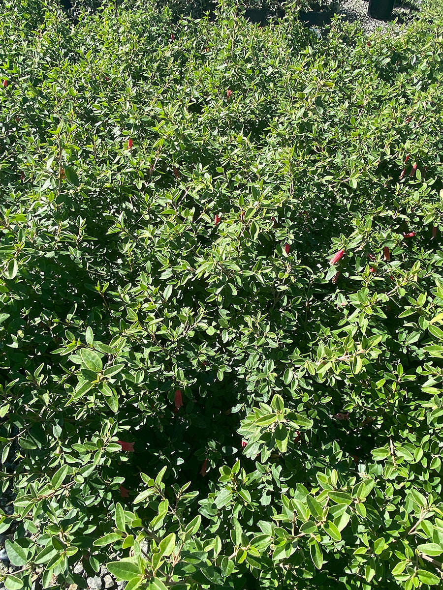 Red Australian Fuchsia - Correa 'Dusky / Carmine Bells'
