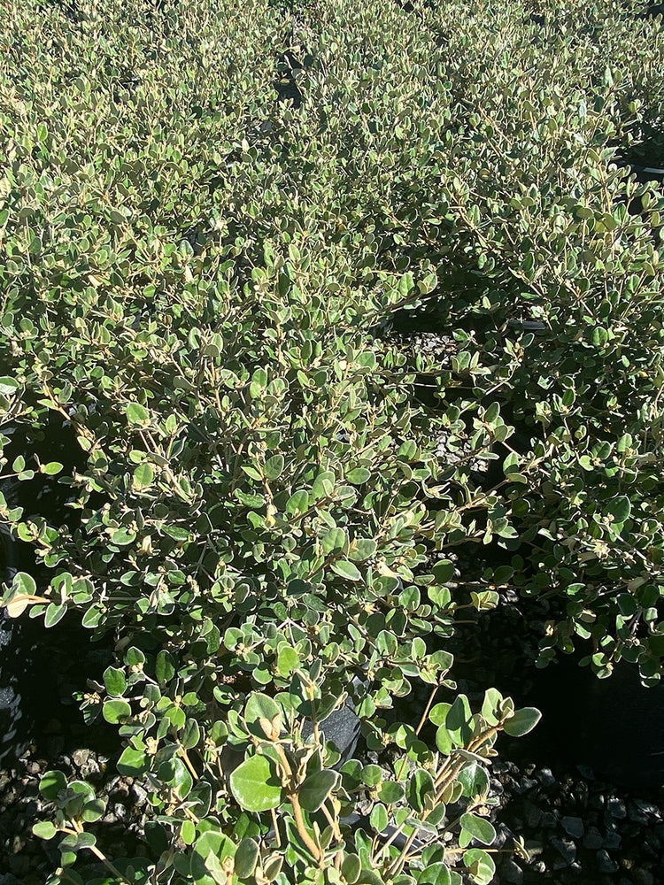 White Australian Fuchsia - Correa 'Ivory Bells'
