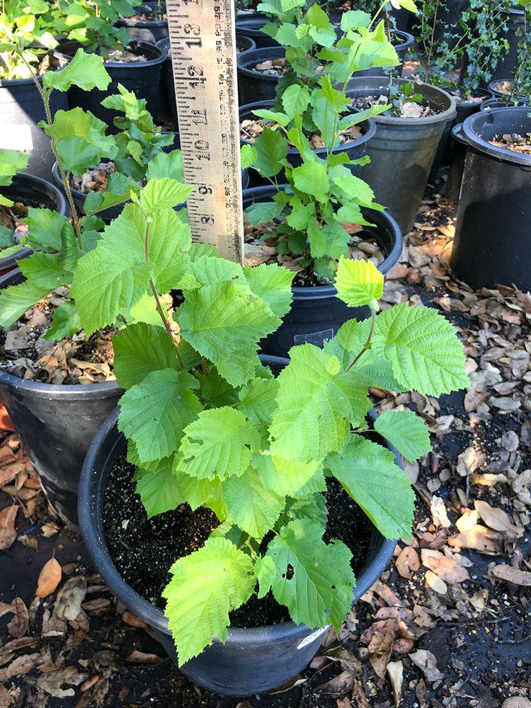 California Hazelnut - Corylus cornuta var. californica
