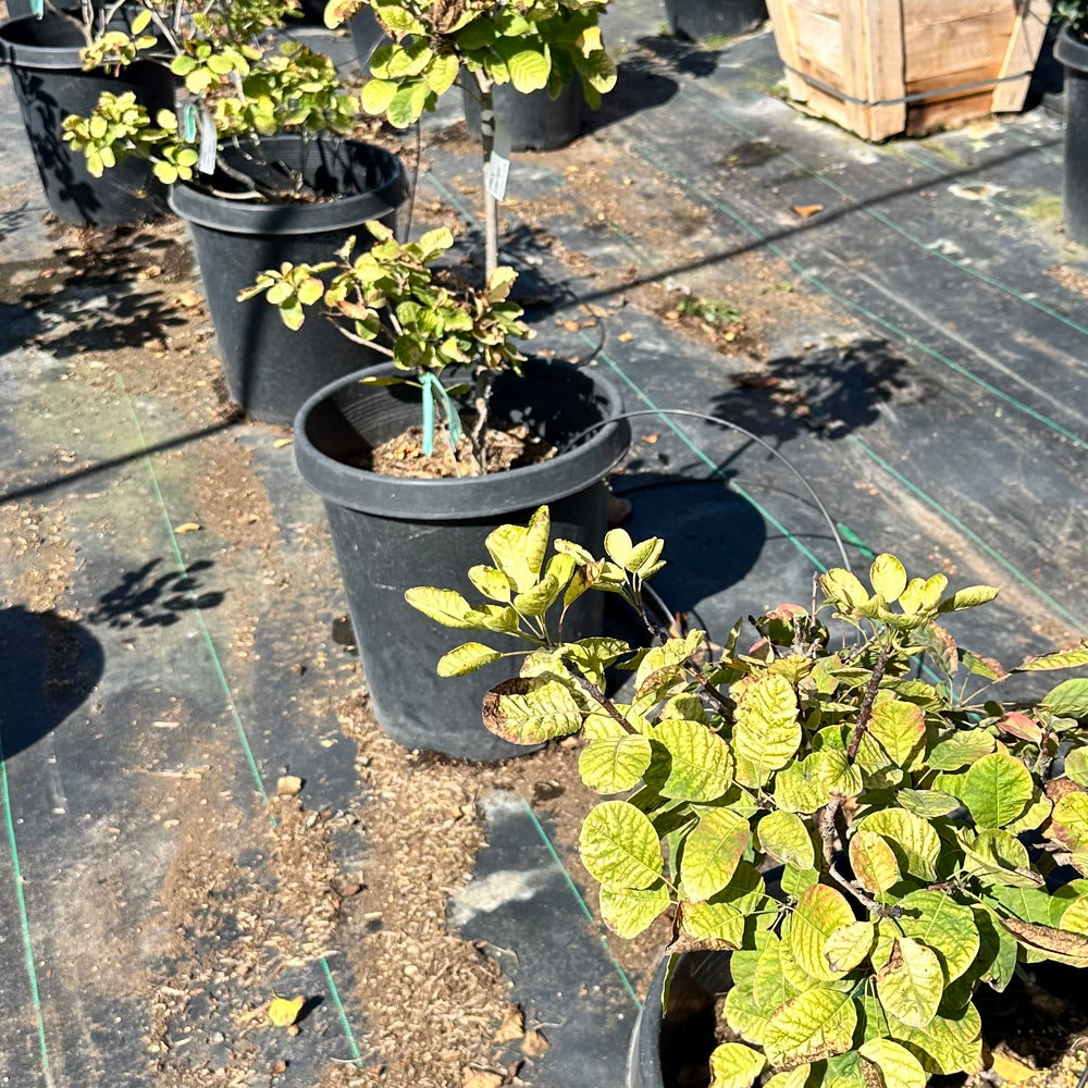 Minecraft Gold Smokebush - Cotinus coggygria Winecraft Gold®