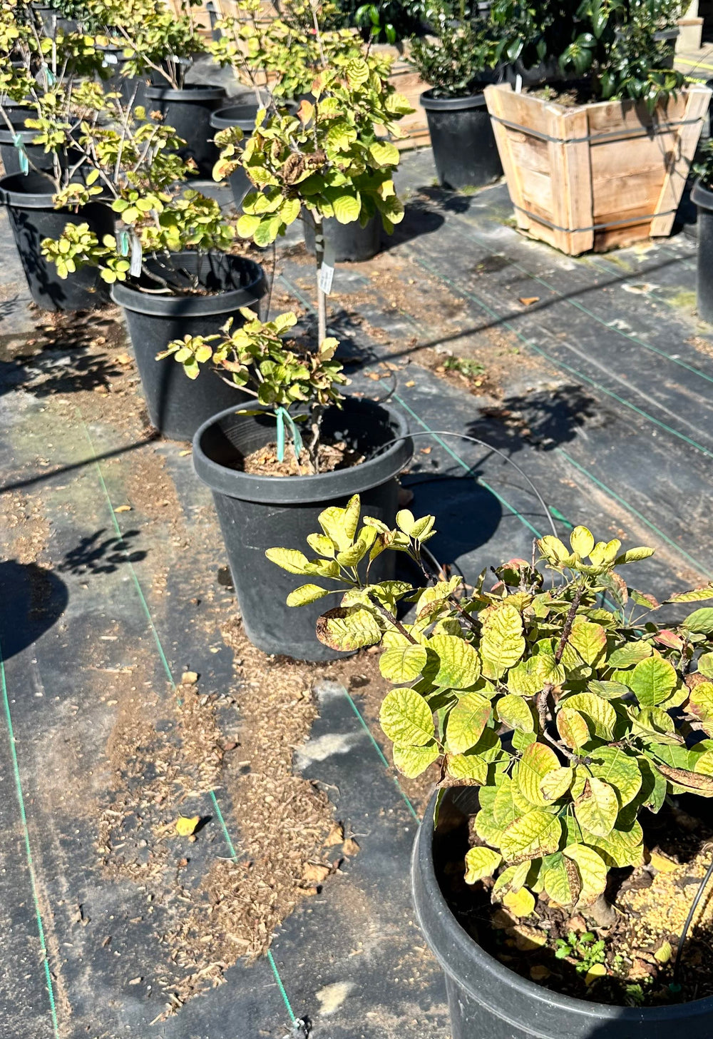 Minecraft Gold Smokebush - Cotinus coggygria Winecraft Gold®