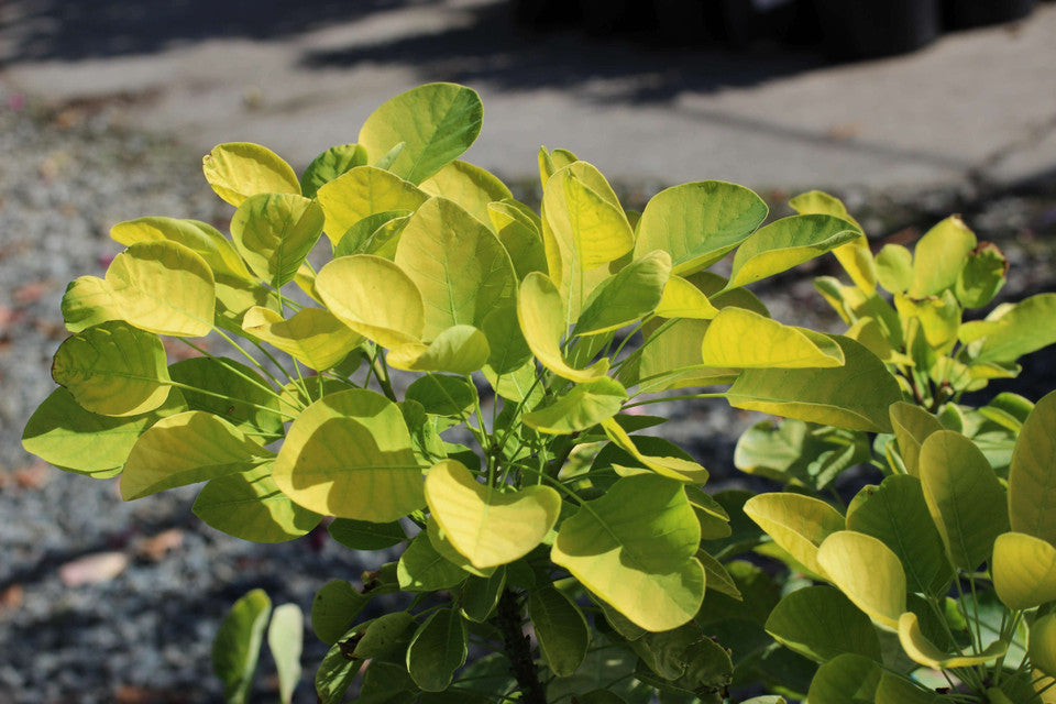 Golden Spirit Smokebush - Cotinus coggygria Golden Spirit