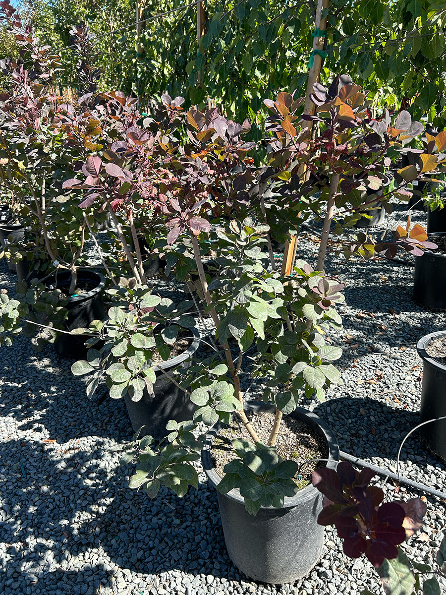 Royal Purple Smokebush - Cotinus coggygria 'Royal Purple'