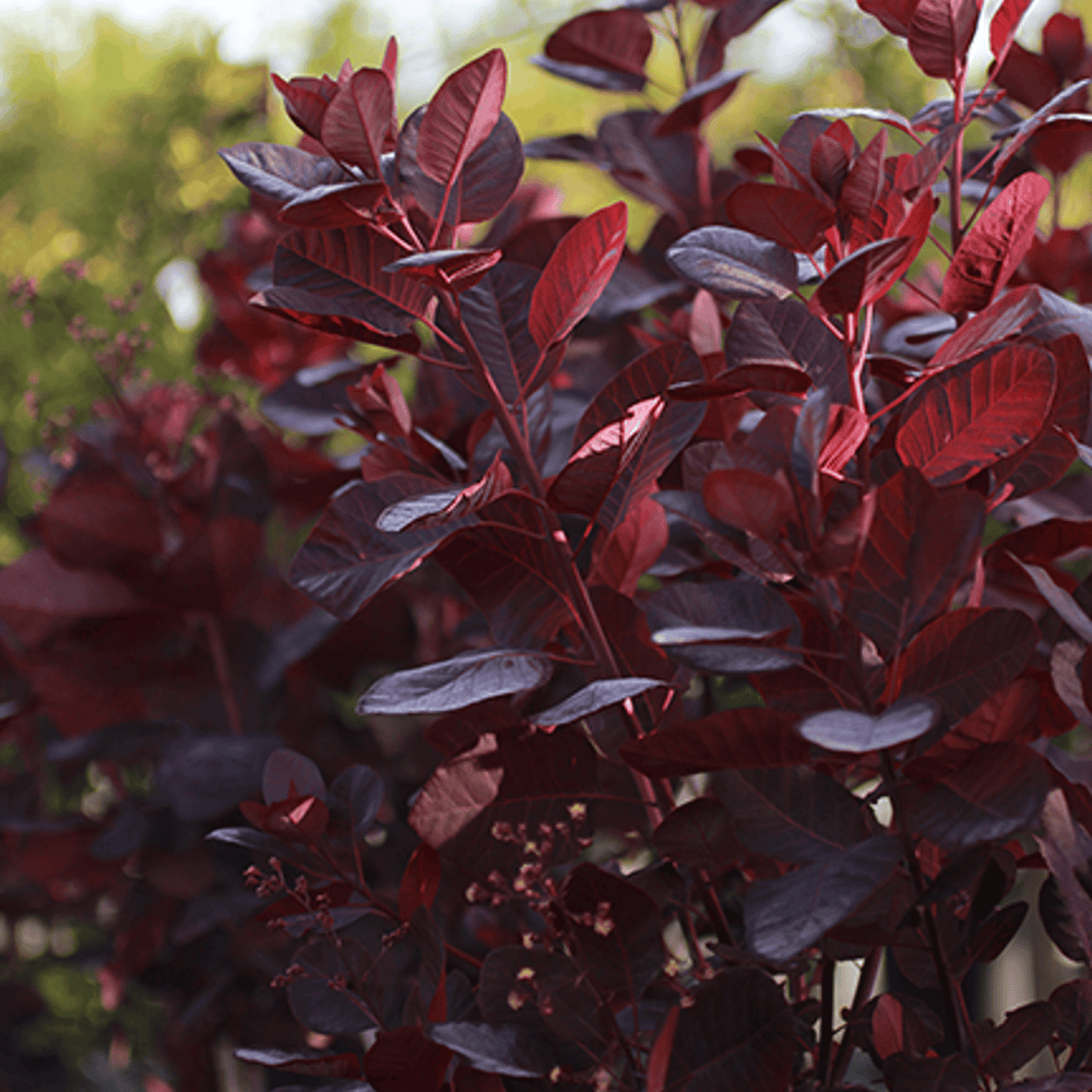 Purple Smoke Tree - Cotinus coggygria 'Purpurea'