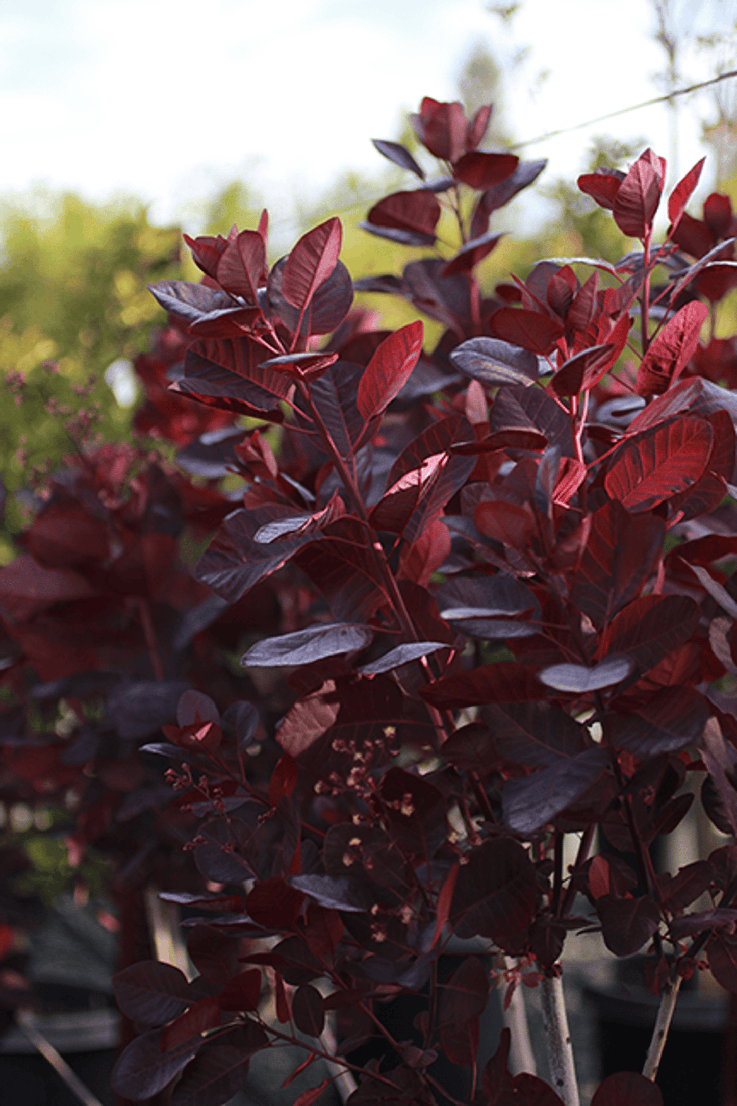 Purple Smoke Tree - Cotinus coggygria 'Purpurea'