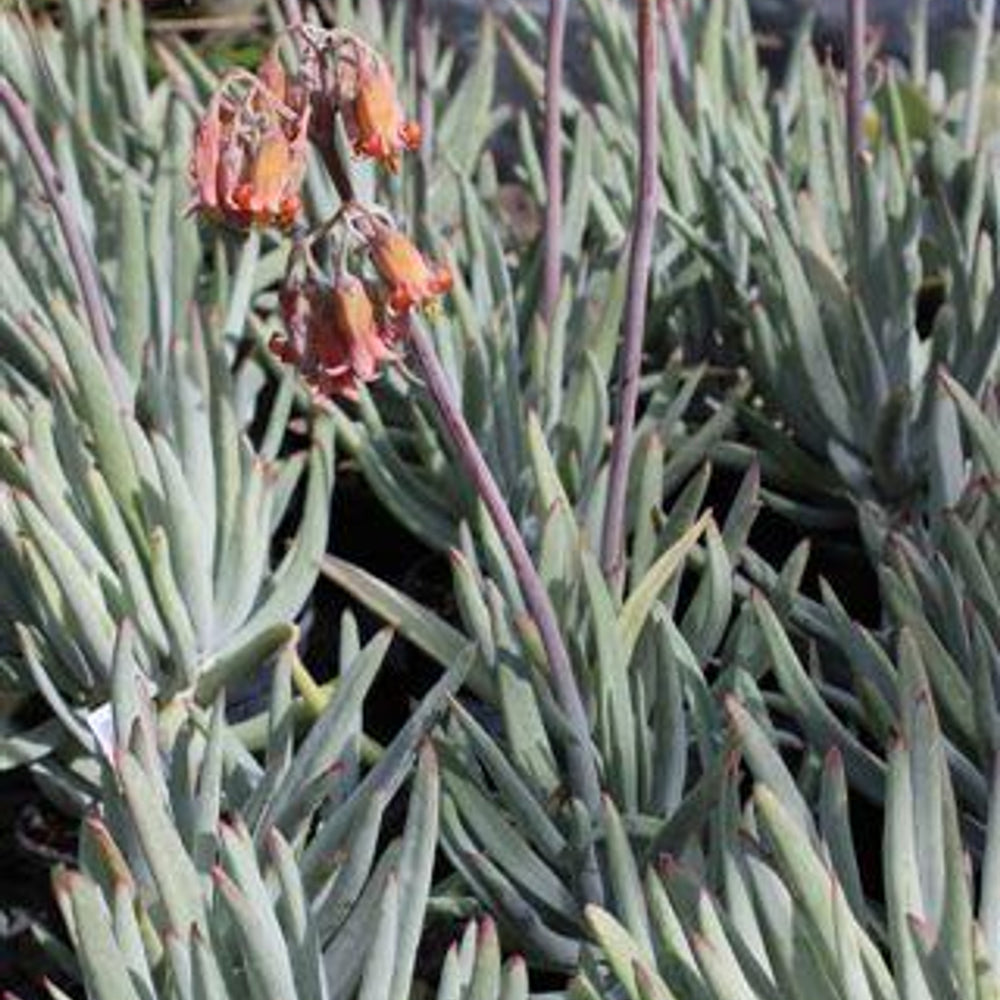 Finger Aloe - Cotyledon orbiculata var. oblonga 'Flavida'