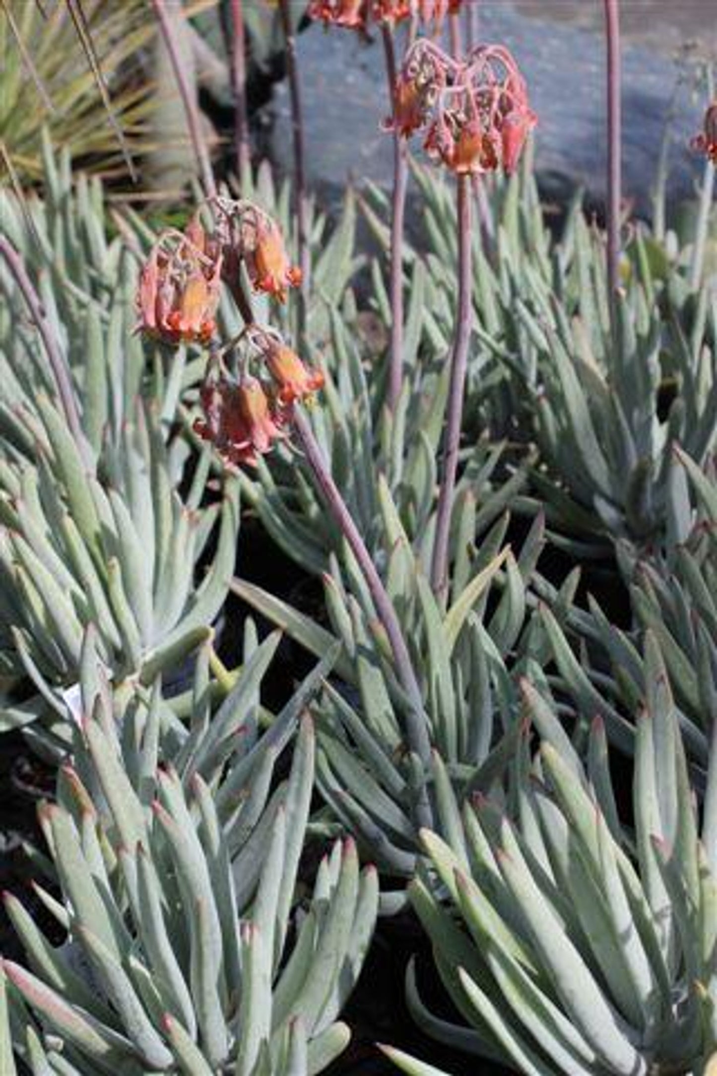 long finger succulent Finger Aloe - Cotyledon orbiculata var. oblonga 'Flavida'