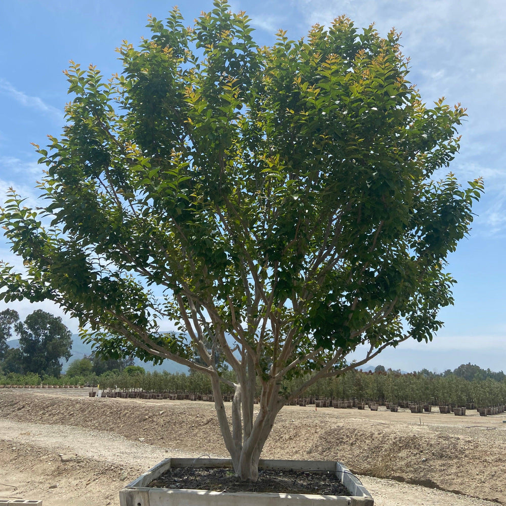 
                      
                        Lavender Crape Myrtle (Lagerstroemia indica x fauriei ‘Muskogee’) - Pulled Nursery
                      
                    