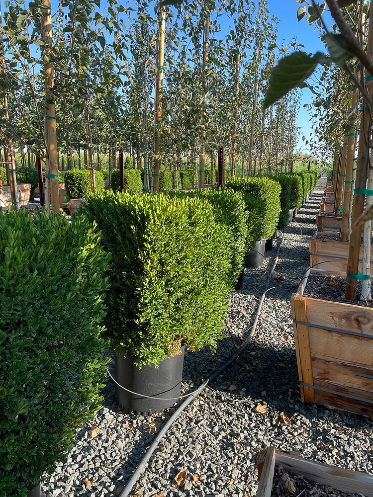 Green Gem Boxwood Cube - Buxus 'Green Gem'
