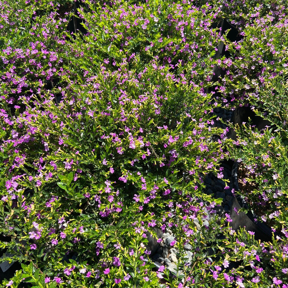 Lavender Mexican Heather - Cuphea hyssopifolia 'Lavender - Pulled Nursery