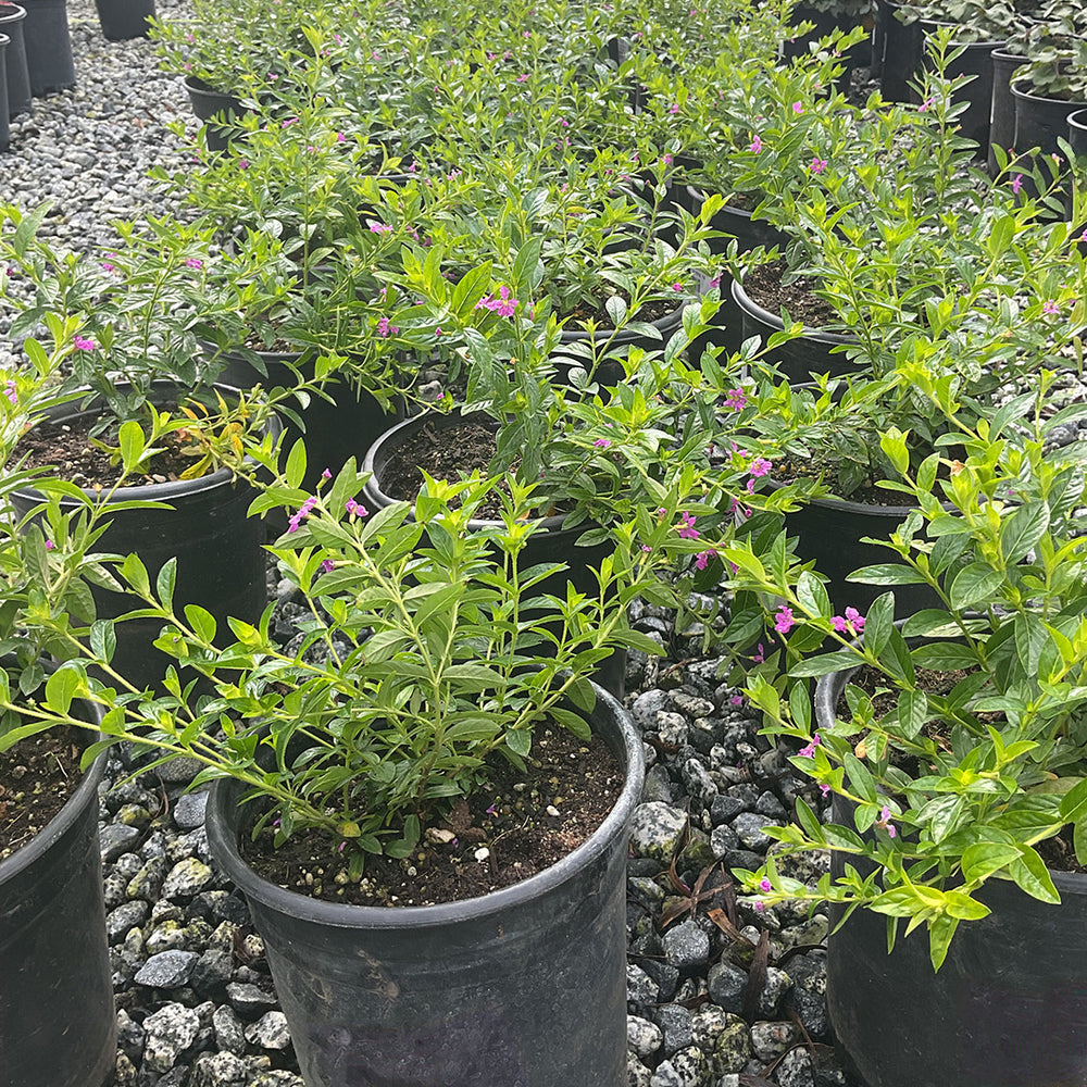 Lavender Lace - Cuphea hyssopifolia 'Lavender Lace'