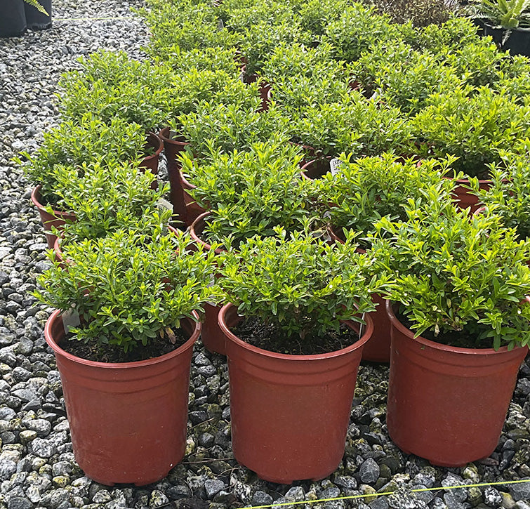 White False Heather - Cuphea hyssopifolia 'Alba' (White)