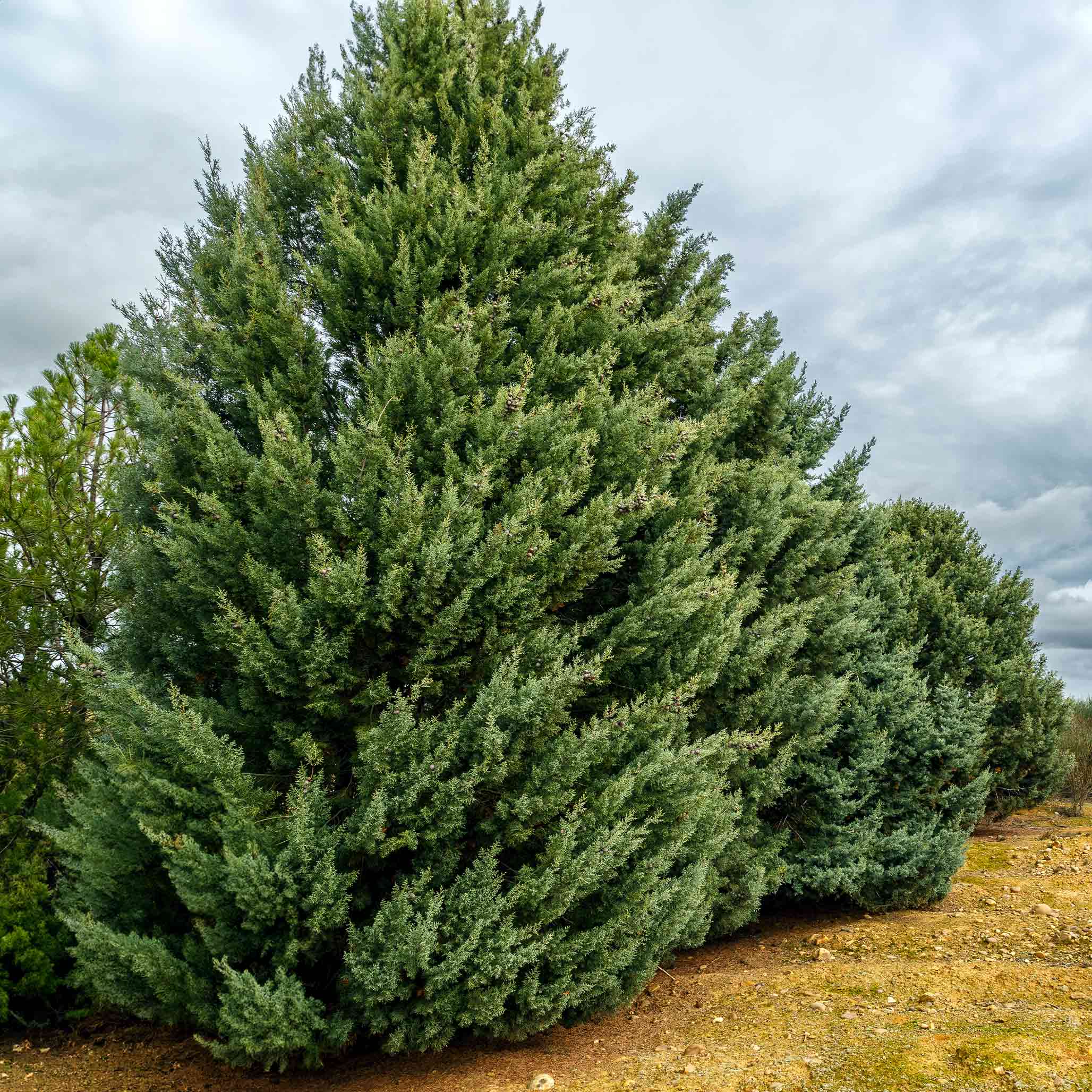 Arizona Cypress - Carolina Sapphire – Yardwork