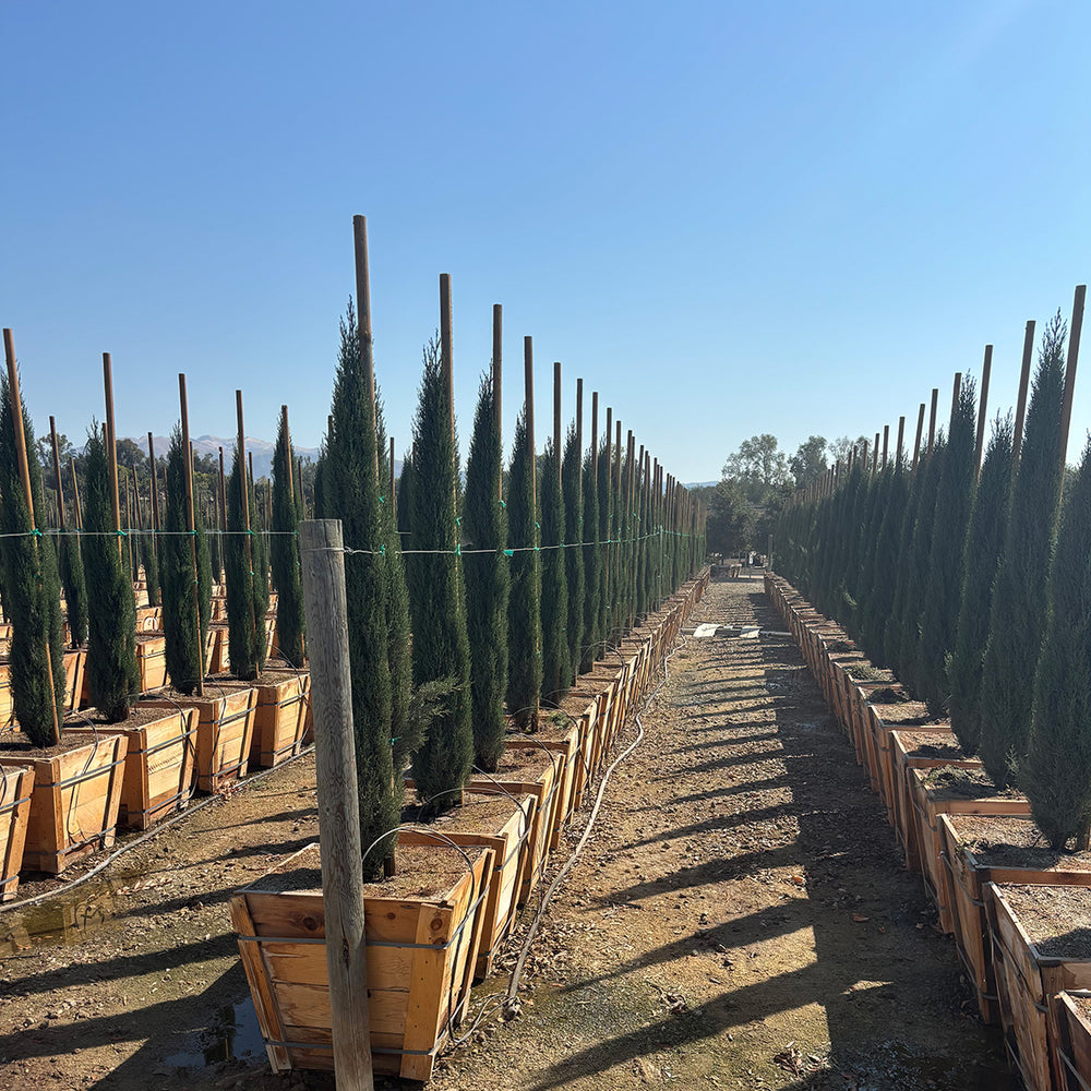 Tiny Tower® Italian Cypress - Cupressus sempervirens Tiny Tower